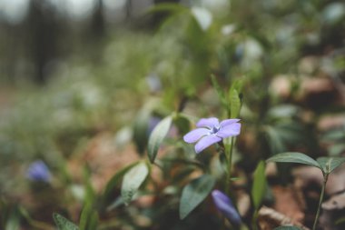 Bahar ormanı çiçekleri, manzara.