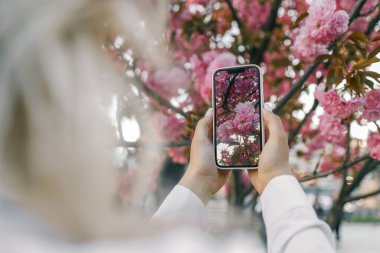 Kadının cep telefonuyla sakura çiçeklerinin fotoğrafını çektiği yakın plan..