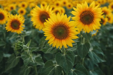 Sunflower field yellow summer close up