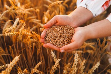 Hands with grain of wheat on the field close-up, harvesting