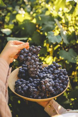 Hasat zamanı. Çiftçinin elinde bir demet üzüm.