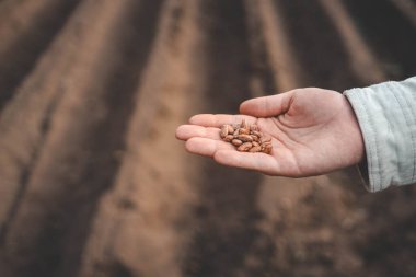 Toprakta tohum ekimi çiftçinin el