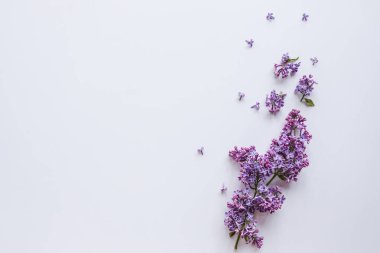 Bahar çiçekleri. Beyaz arka planda leylak çiçekleri. Üst görünüm, düz döşeme, kopyalama alanı.