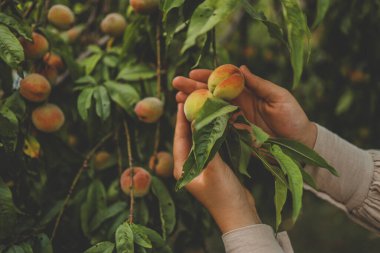Şeftali topluyorum. Kadın eli meyve bahçesindeki şeftali dalında taze olgun şeftaliye dokunuyor..