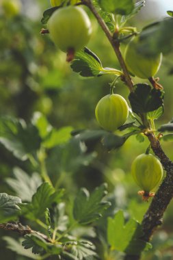 Tatlı olgun yeşil bektaşi (agrus) Bahçe ile şube.