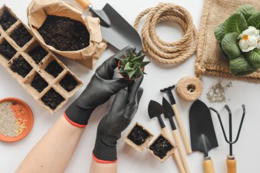 Bahçe aletlerinin arka planına karşı ellerinde kaktüs.