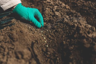Sebze bahçesinde bezelye tohumları olan eller yakın plan..