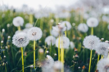 Karahindiba günbatımı - dilek özgürlüğe alanında.