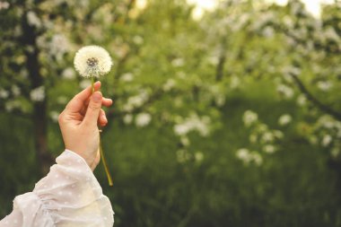 Karahindiba tarlada, estetik fotoğraf.