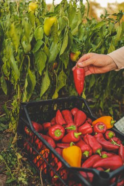 Çiftçi tarladaki acı kırmızı biberi hasat eder. Sonbahar hasat konsepti. Organik sebze yetiştiriyor..