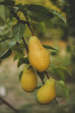 Bahçedeki bir dalda olgun armutlar, hasat konsepti..