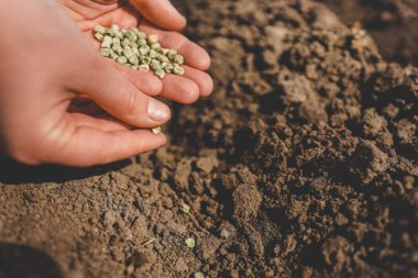 Kişi elinde bir avuç tohum tutuyor. Büyümeye ve doğaya bir jest. Tohumlar yakında toprağa ekilecek ve karasal bitkiler haline gelecek.