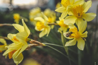 Fotokopi alanı olan bir çiçek bahçesinde bahar nergisleri.
