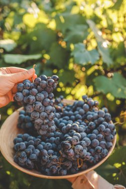 Hasat zamanı. Çiftçinin elinde bir demet üzüm.