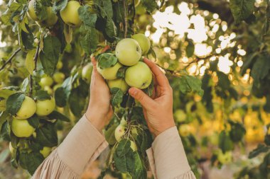 Çiftçi ağaçtan kırmızı elma topluyor. Sonbahar mevsiminde daldan meyve toplayan bir kadın..