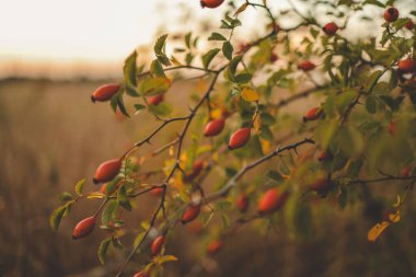 Güneş batarken güllük gülistanlık.