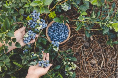 Yaban mersini toplama, eller ve sulu böğürtlen manzarası.