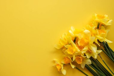 Renkli arka planda nergis buketi, metin için alan ile üst görünüm. Taze bahar çiçekleri.