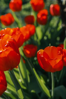 Güneşe bakan renkli laleler tarlası. Kırmızı bahar çiçekleriyle güneşli bir gün.