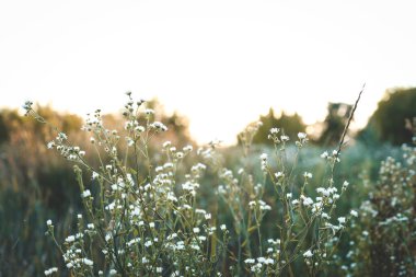 Gün batımında kır çiçekleriyle güzel bir yaz arkaplanı.