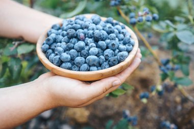 Wooden plate with blueberries in female hands