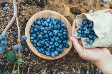 Picking blueberries, female hands pour berries from a burlap bag into a wooden plate