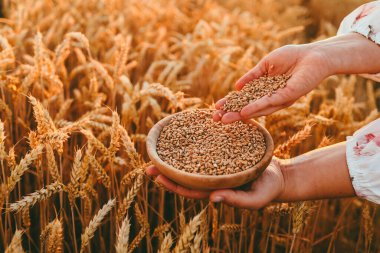 Farmer girl pours wheat grain into a plate on the field, harvesting concept