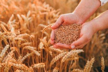 Hands with grain of wheat on the field close-up, harvesting