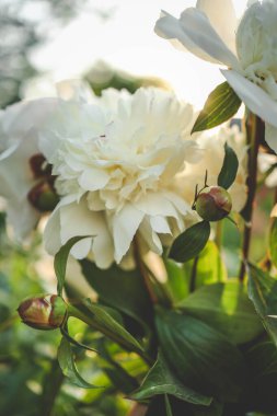 Beyaz şakayıklar yaz bahçesinde, arka plan.