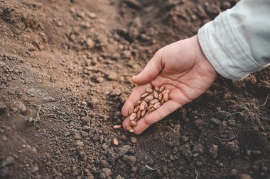 Toprakta tohum ekimi çiftçinin el