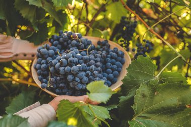 Harvest time. Bunch of grapes in the hands of the farmer. clipart