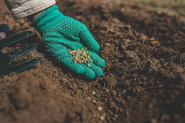 Sebze bahçesinde bezelye tohumları olan eller yakın plan..