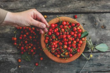 Yakından taze kirazlar topluyorum. Bir kadının eli ağaçtan kiraz meyvesi topluyor. Sağlıklı beslenme kavramı. Sağlıklı yaşam tarzı kavramı.