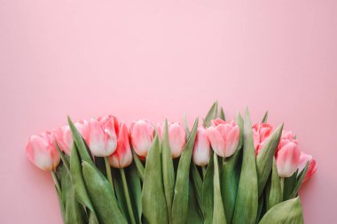 Pembe lale çiçekleri pembe arka planda. Baharı bekliyorum. Mutlu Paskalyalar. Düz yatış, üst görünüm