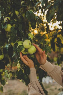Çiftçi ağaçtan kırmızı elma topluyor. Sonbahar mevsiminde daldan meyve toplayan bir kadın..