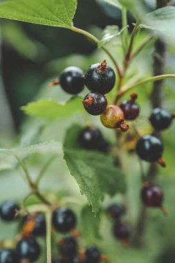 Bahçedeki bir dalda frenk üzümü. Olgun ve sulu siyah frenk üzümü dalında.