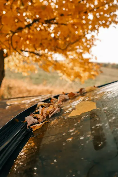 Arabanın camına düşen sarı yapraklar, güzel bir resim..