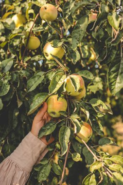 Ağaçtan yeşil elma toplayan çiftçi. Sonbahar mevsiminde daldan meyve toplayan bir kadın..