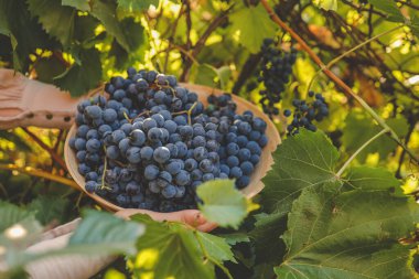 Hasat zamanı. Çiftçinin elinde bir demet üzüm.