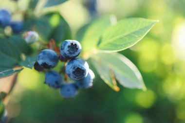 A branch of a large blueberry on a bush close-up