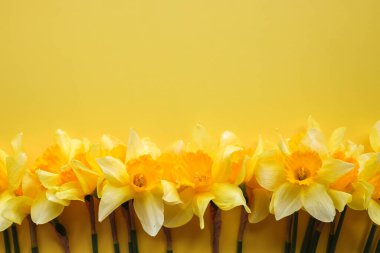 Renkli arka planda nergis buketi, metin için alan ile üst görünüm. Taze bahar çiçekleri.