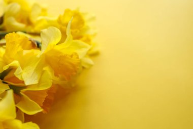 Renkli arka planda nergis buketi, metin için alan ile üst görünüm. Taze bahar çiçekleri.