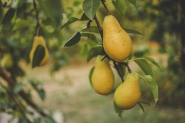 Bahçedeki bir dalda olgun armutlar, hasat konsepti..