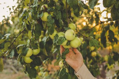 Çiftçi ağaçtan kırmızı elma topluyor. Sonbahar mevsiminde daldan meyve toplayan bir kadın..