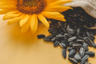 Sarı arka planda ayçiçeği ve tohumlar.