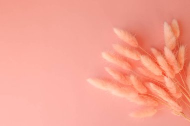 Güzel çiçek kompozisyonu. Kurumuş çiçekler, pastel pembe arka planda dikenler. Çiçek asgari konsept. Düz konum, üst görünüm, kopyalama alanı.