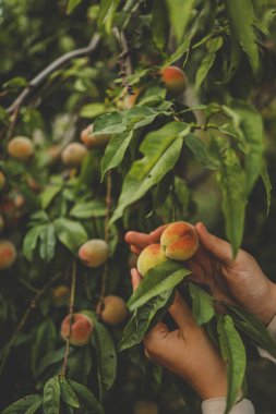 Şeftali topluyorum. Kadın eli meyve bahçesindeki şeftali dalında taze olgun şeftaliye dokunuyor..