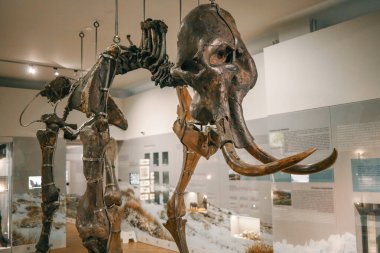 Bir halk müzesinde Mamut İskeleti.