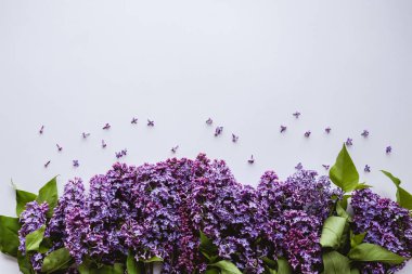 Bahar çiçekleri. Beyaz arka planda leylak çiçekleri. Üst görünüm, düz döşeme, kopyalama alanı.