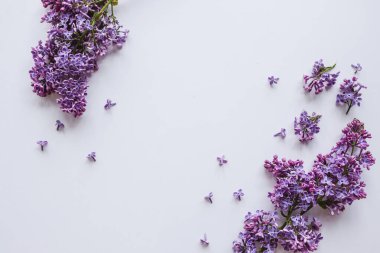 Bahar çiçekleri. Beyaz arka planda leylak çiçekleri. Üst görünüm, düz döşeme, kopyalama alanı.